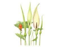 Courses - Kate Nuttall (Botanical Artist)